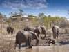 The Elephant Camp - Elephants 